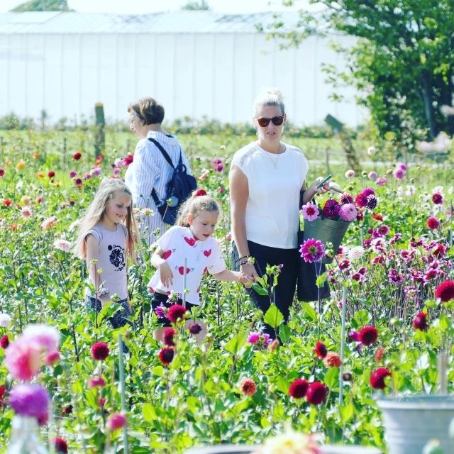 From Amsterdam: Holland Flower and Windmill Tour - summer ed - Leaving Amsterdam for Keukenhof’s summer flower region