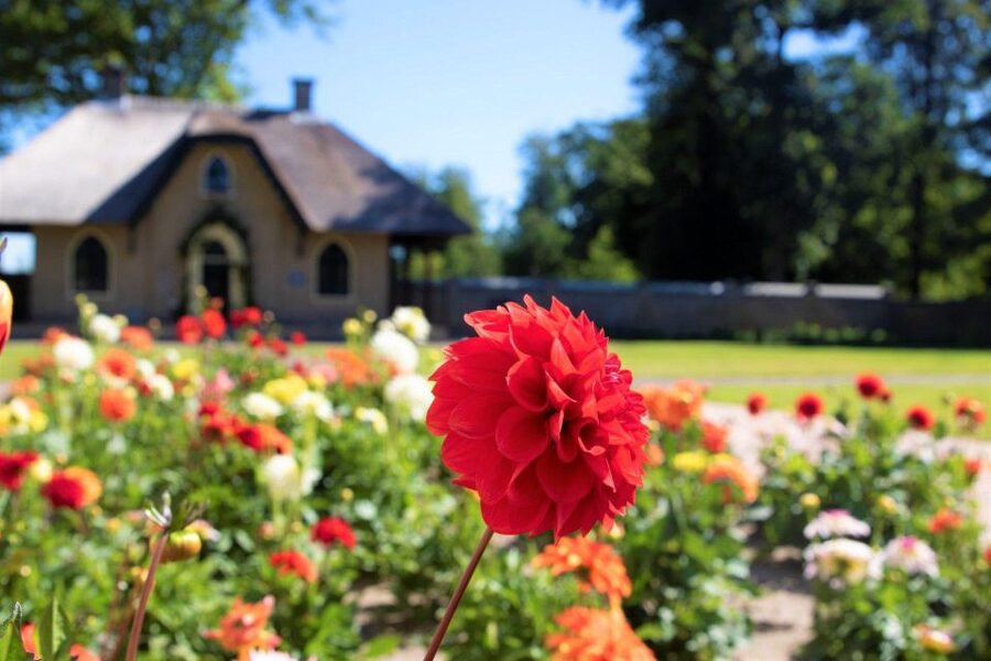 From Amsterdam: Holland Flower and Windmill Tour - summer ed - The flower-field walk, the permitted photo spot, and quick selfie ideas