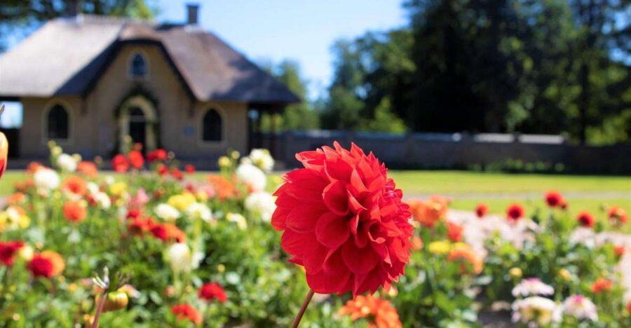 From Amsterdam: Holland Flower and Windmill Tour - summer ed - Flower farm De Tulperij with Daan and Anja (dahlias first, questions encouraged)