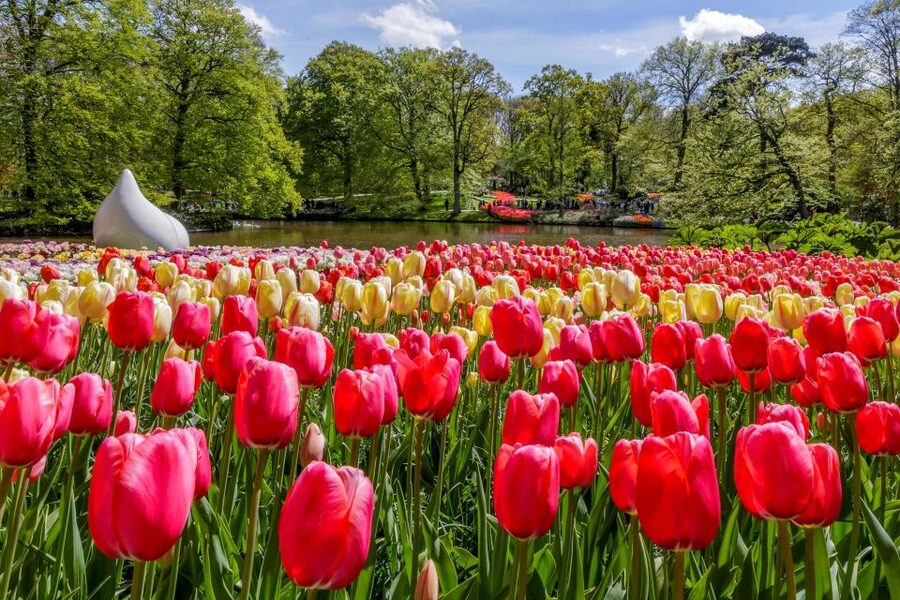 From Amsterdam: Keukenhof and Dutch Countryside Tour - Key points worth knowing before you go
