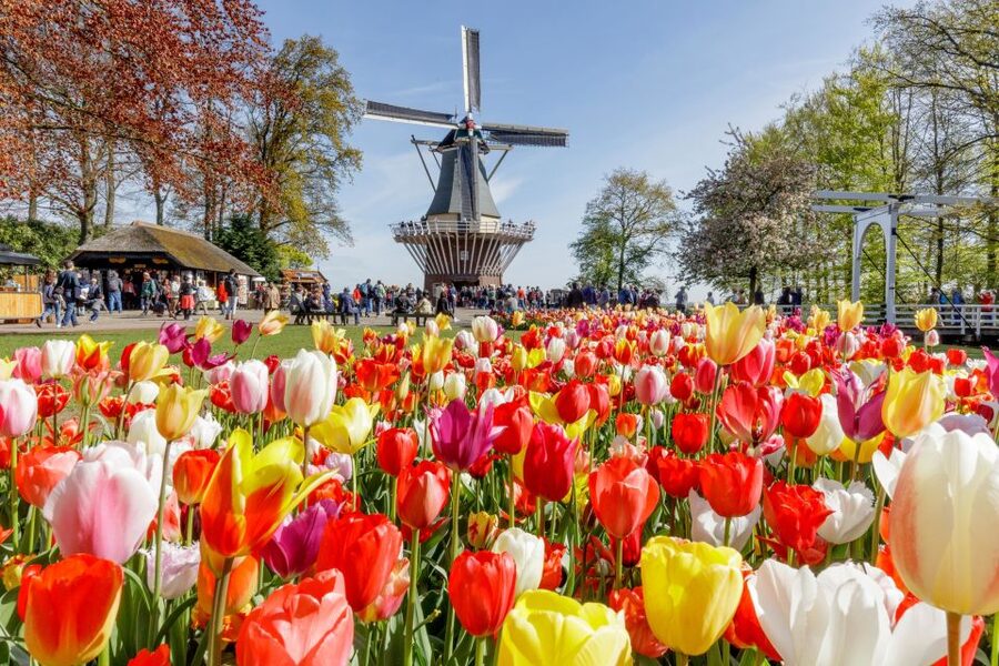 From Amsterdam: Keukenhof and Dutch Countryside Tour - The cheese and clog stops: what you actually get to do