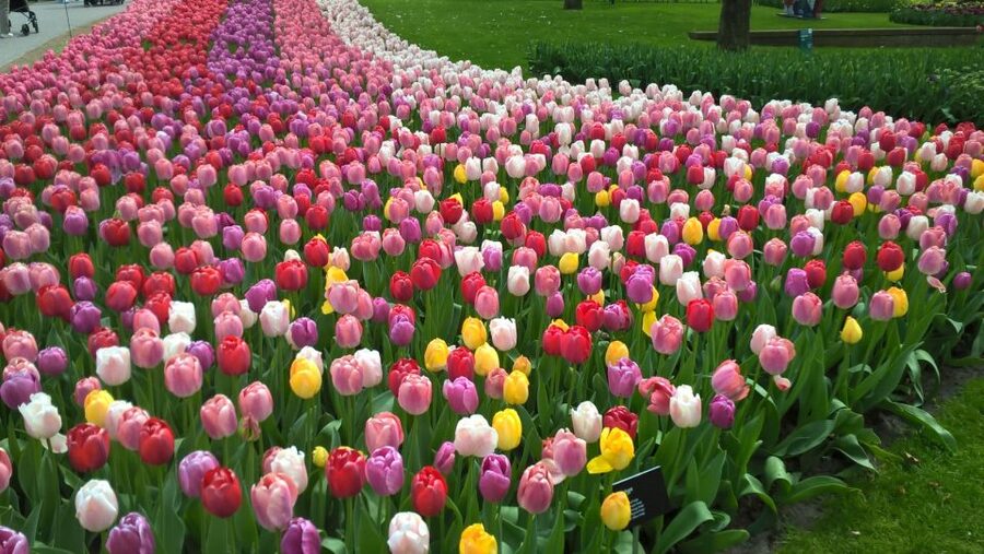From Amsterdam: Keukenhof and Zaanse Schans Small Group Tour - Keukenhof Flower Gardens: Getting Your Best Tulip Time in 3 Hours