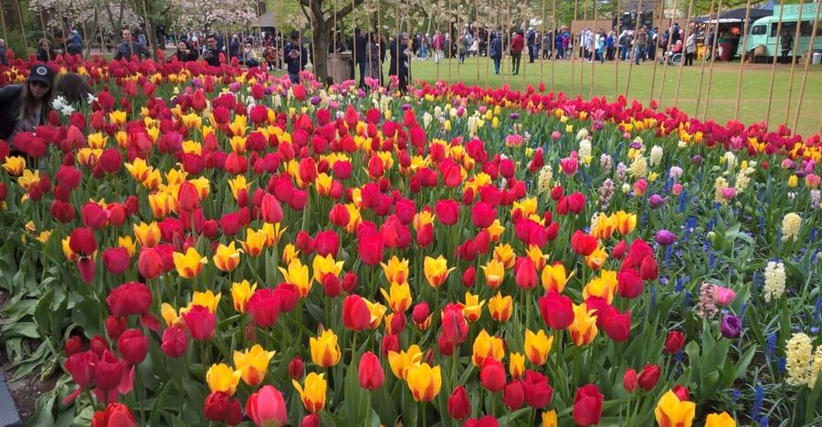 From Amsterdam: Keukenhof and Zaanse Schans Small Group Tour - Zaanse Schans and Windmill De Kat: Why the Working Mill Changes Everything