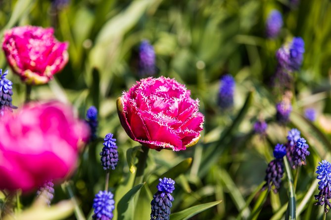 From Amsterdam: Keukenhof Gardens Ticket and Transfer - Who This Trip Fits Best, and Who Might Prefer a Different Plan