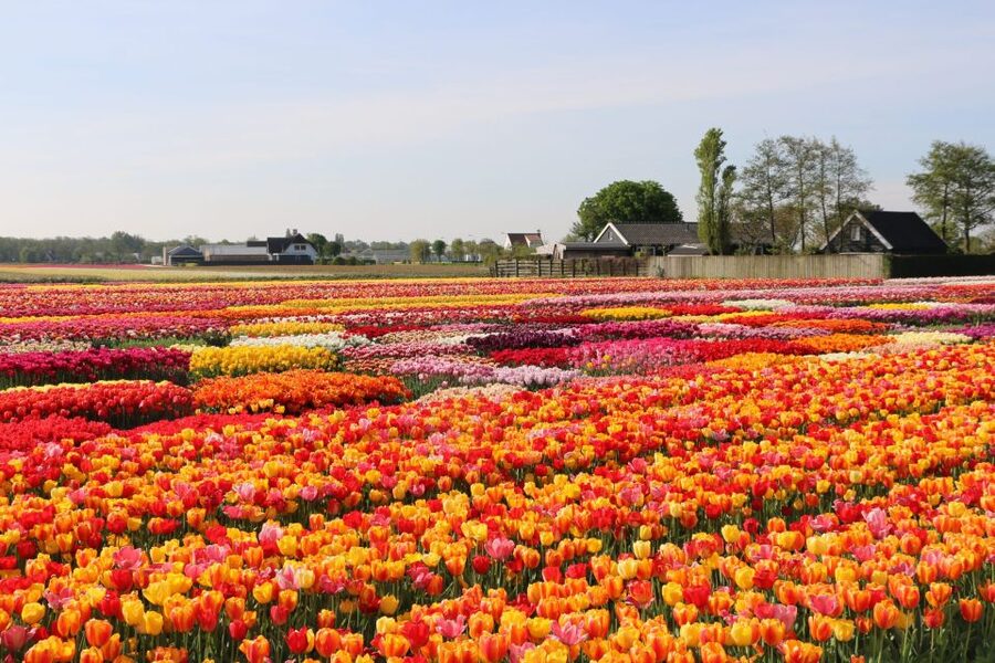 From Amsterdam: Keukenhof Gardens & Tulip Experience Tour - From Amsterdam to Lisse: the bus ride that actually matters