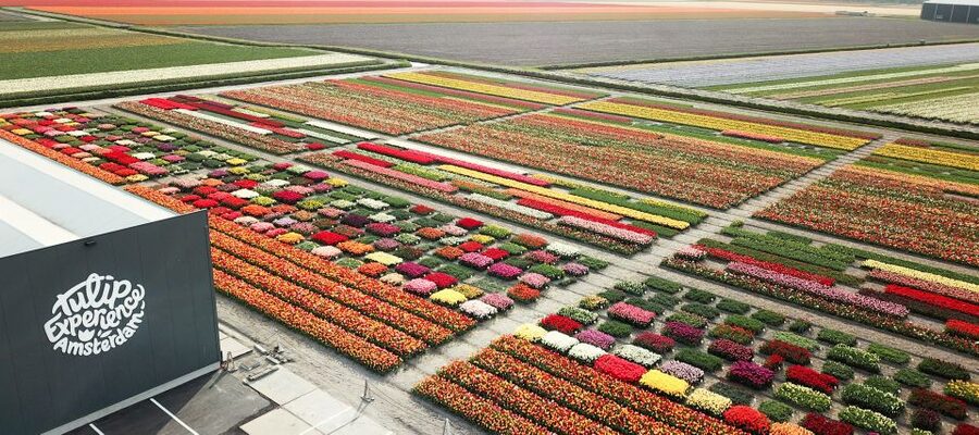 From Amsterdam: Keukenhof Gardens & Tulip Experience Tour - Keukenhof Gardens: 15 kilometers of paths, and the crowd factor
