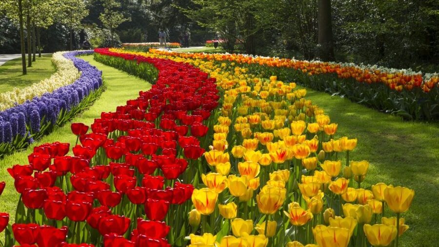 From Amsterdam: Keukenhof Gardens & Tulip Experience Tour - What’s included, what’s not, and where you may spend money