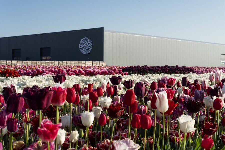 From Amsterdam: Keukenhof Gardens & Tulip Experience Tour - Comfort, walking, and who this trip suits