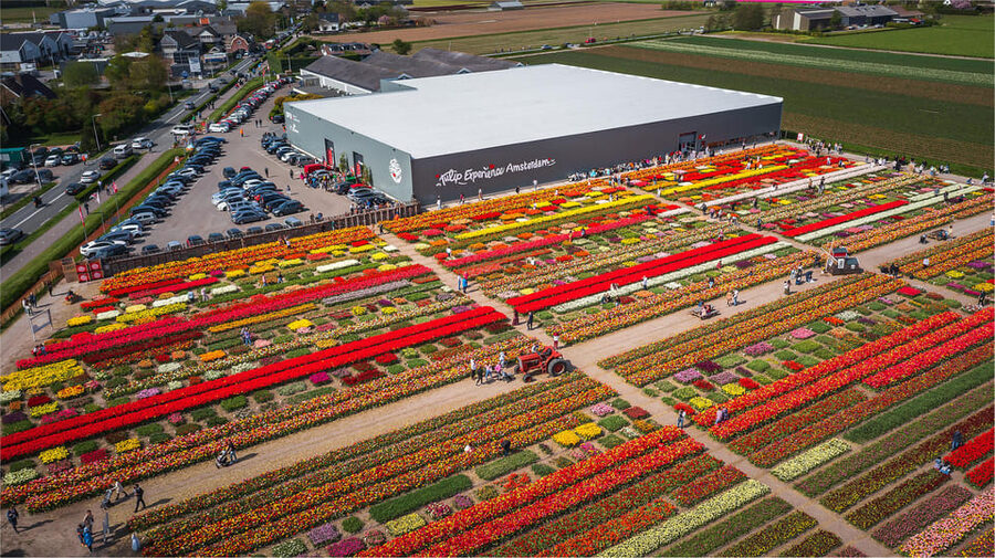 From Amsterdam: Keukenhof Gardens & Tulip Experience Tour - The bottom line: should you book this Keukenhof day trip from Amsterdam?