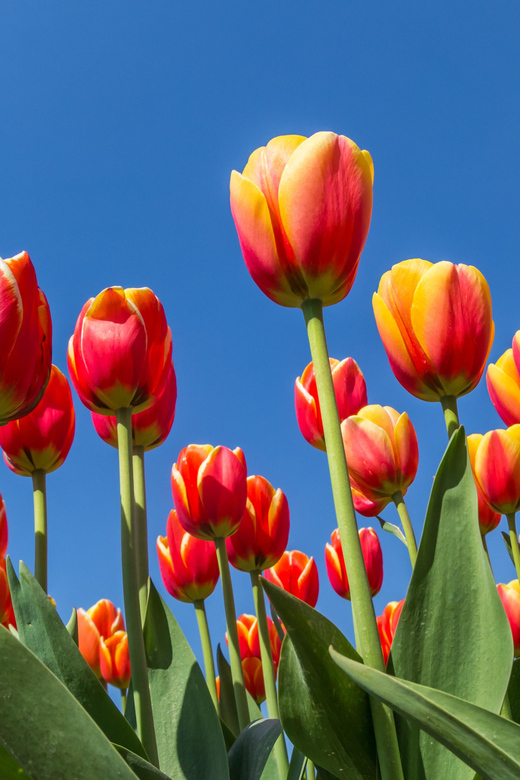 From Amsterdam: take the famous Tulip route tour - Key things to know before you go