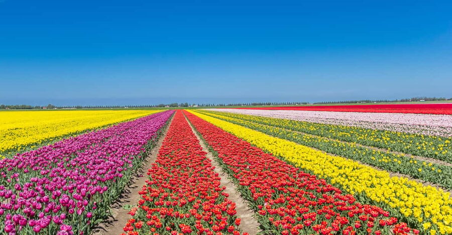 From Amsterdam: take the famous Tulip route tour - Noordoostpolder: the working tulip fields you actually walk up to