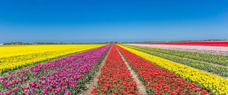 From Amsterdam: take the famous Tulip route tour - Coffee, show gardens, and restroom reality