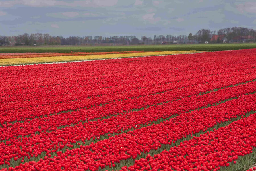 From Amsterdam: take the famous Tulip route tour - How to get the best tulip photos without wasting time