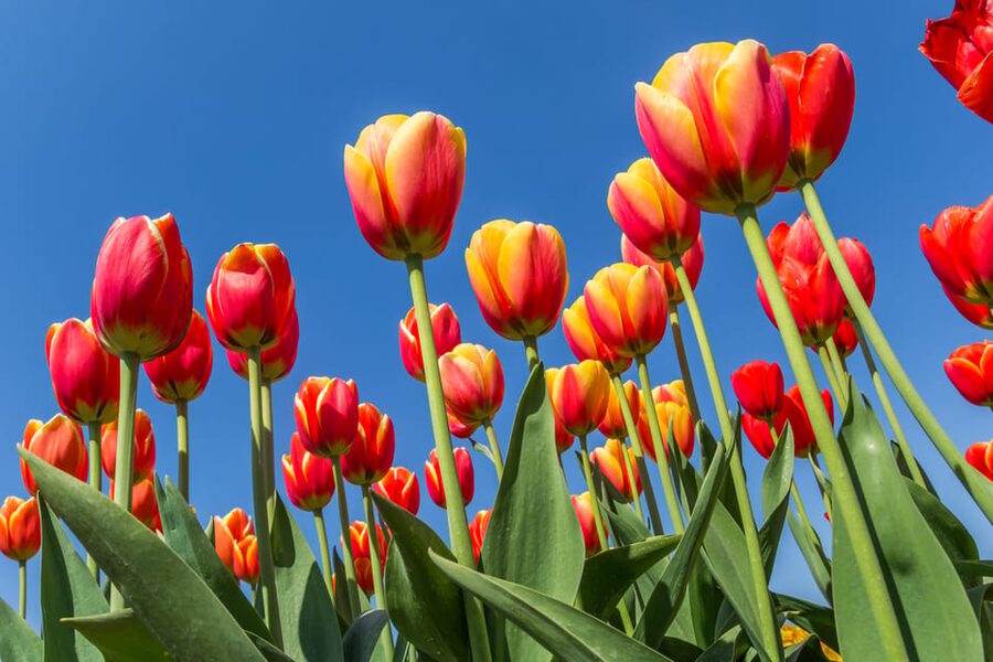 From Amsterdam: take the famous Tulip route tour - Who should book this Noordoostpolder Tulip Route day trip?