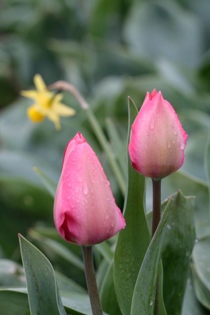 From Amsterdam: Tulip Fields of Holland Tour - Key takeaways before you go