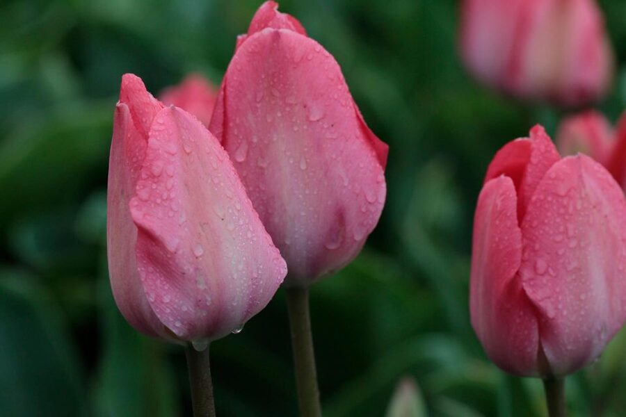 From Amsterdam: Tulip Fields of Holland Tour - South Holland flower fields beat big-bus tulip tourism