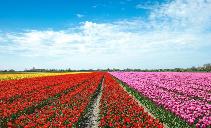 From Amsterdam: Tulip Fields of Holland Tour - Lisse photo stop: your first taste of spring color