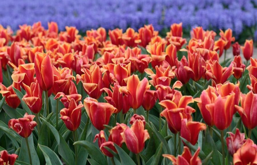 From Amsterdam: Tulip Fields of Holland Tour - De Tulperij Voorhout: coffee, tea, snacks, and Dutch apple pie