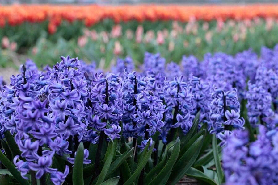 From Amsterdam: Tulip Fields of Holland Tour - Farmer fields walk: tulip cultivation you can see with your own eyes