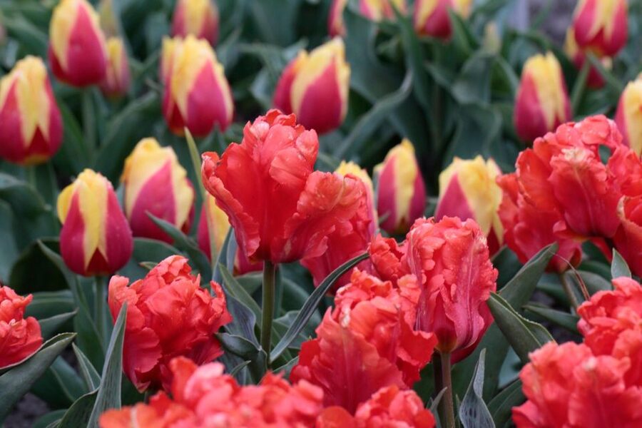 From Amsterdam: Tulip Fields of Holland Tour - The route back: more photo stops and spring views on repeat