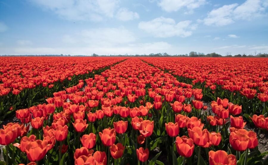 From Amsterdam: Tulip Fields of Holland Tour - Price and value: what you get for $200 per person