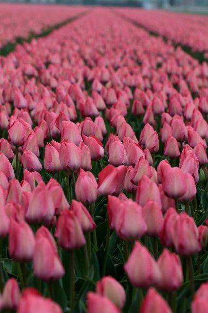 From Amsterdam: Tulip Fields of Holland Tour - Small group and Leander’s guide style