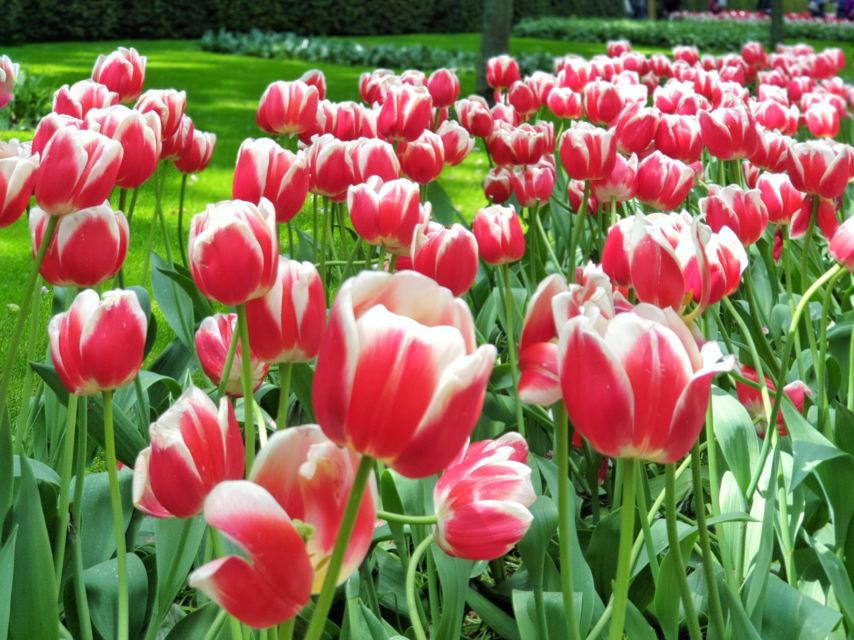 From Amsterdam: Tulip Tour Keukenhof & City Tour Delft - Key Points That Matter On This Amsterdam To Keukenhof And Delft Day