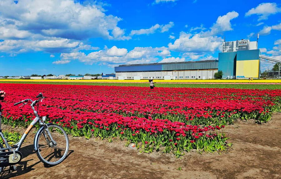 From Amsterdam: Tulip Tour Keukenhof & City Tour Delft - Who This Tour Fits Best (And Who Might Want Another Plan)