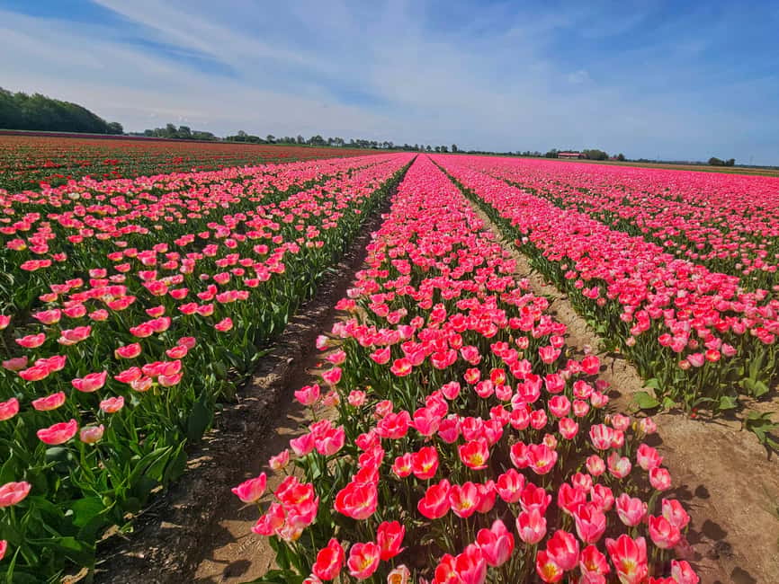 From Amsterdam: Tulip Tour Keukenhof & City Tour Delft - A One-Day Keukenhof And Delft Combo From Amsterdam