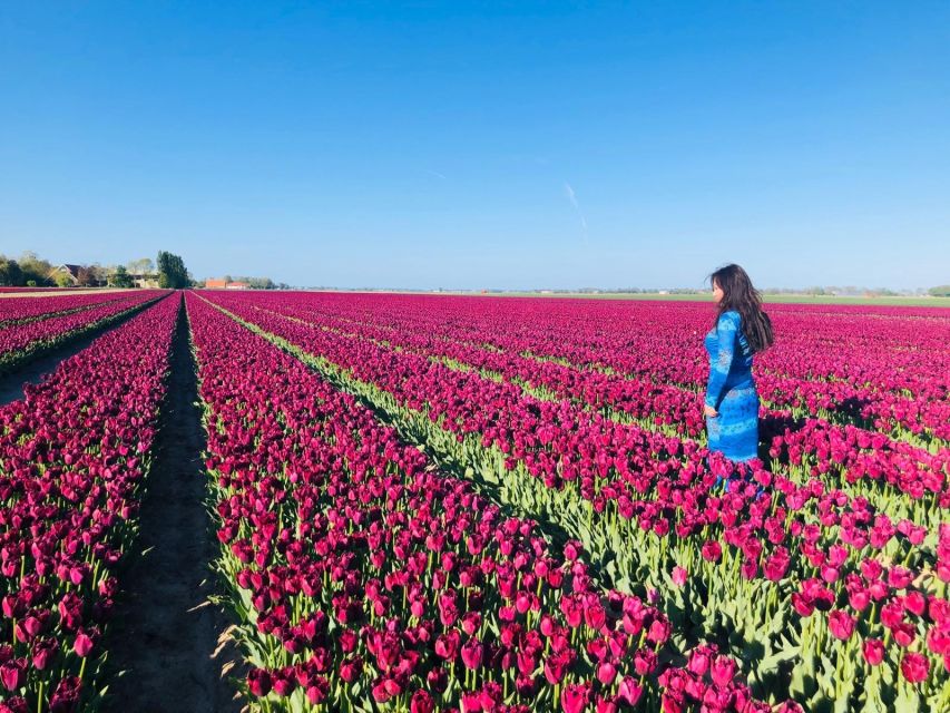 From Amsterdam: Tulip Tour Keukenhof & City Tour Delft - Tulip-Field Reality Check, And How To Not Be Disappointed