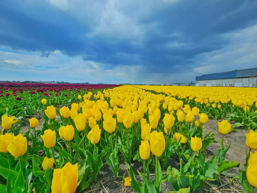 From Amsterdam: Tulip Tour Keukenhof & City Tour Delft - Delft Blue Pottery Factory Workshop, The Most Personal Moment Of The Day
