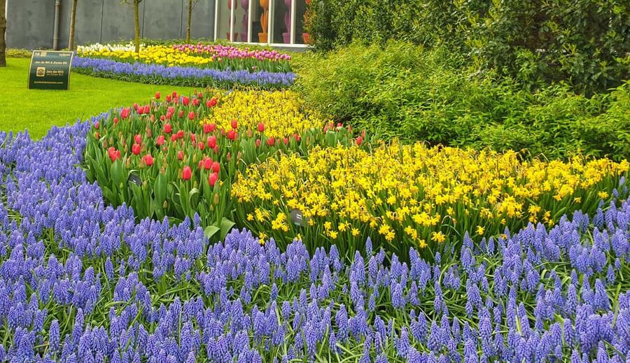 From Amsterdam: Tulip Tour Keukenhof & City Tour Delft - Keukenhof Before Noon, With A Real Guided Walk