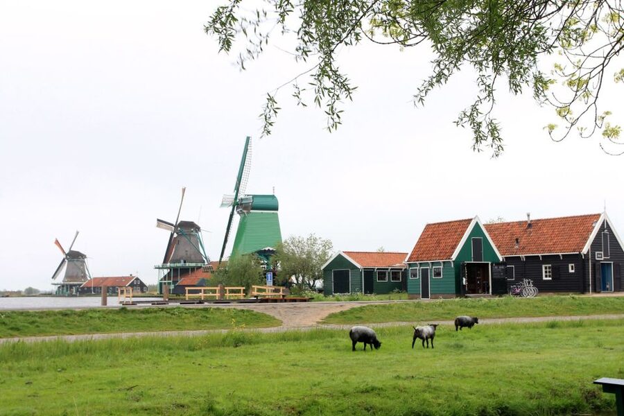 From Amsterdam: Windmills of Zaanse Schans Tour - Free time around the windmills, farms, and photo angles