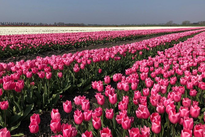 Full day tour to Texel - Friesian Islands - from Amsterdam - Morning Ferry to Texel, the Easy Way