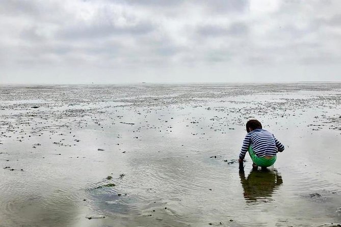 Full day tour to Texel - Friesian Islands - from Amsterdam - Timing, Meeting Point, and How Not to Miss It