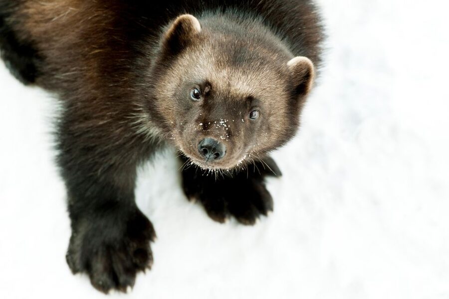 GaiaZOO Entry Ticket - GaiaZOO in Limburg: a zoo that feels like habitats, not rows
