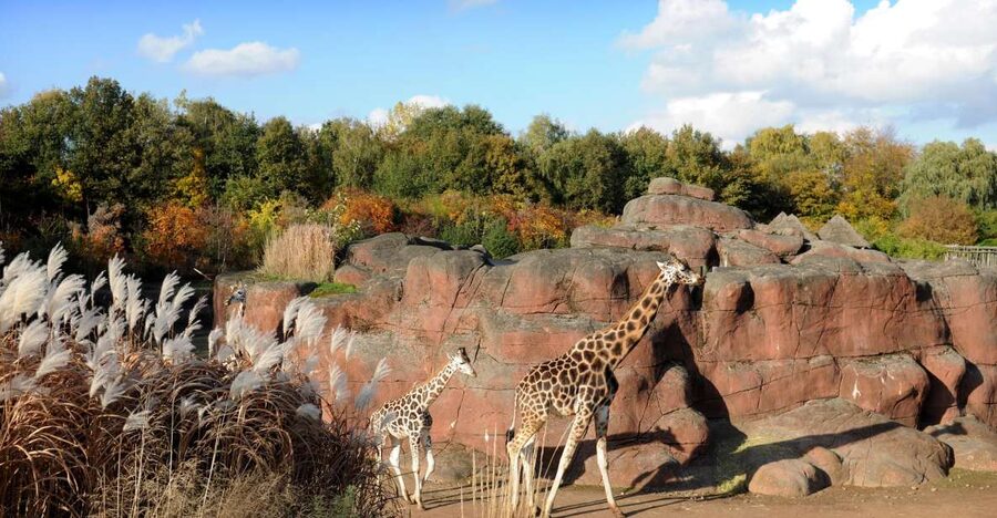 GaiaZOO Entry Ticket - Kids will not just tag along: Treetop Tour and the Dino Dome