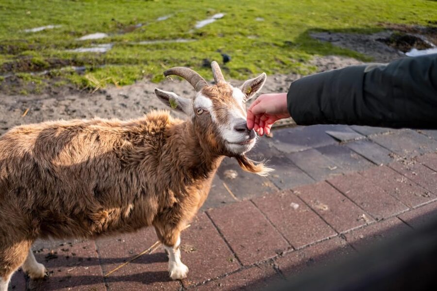 Half-Day Private Guided Sightseeing Tour of Zaanse Schans - Price and Value: Is $212 Worth It?