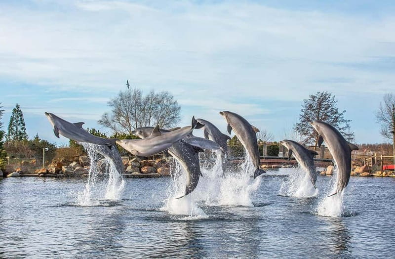 Harderwijk: Dolfinarium Entry Ticket - Key highlights to look for