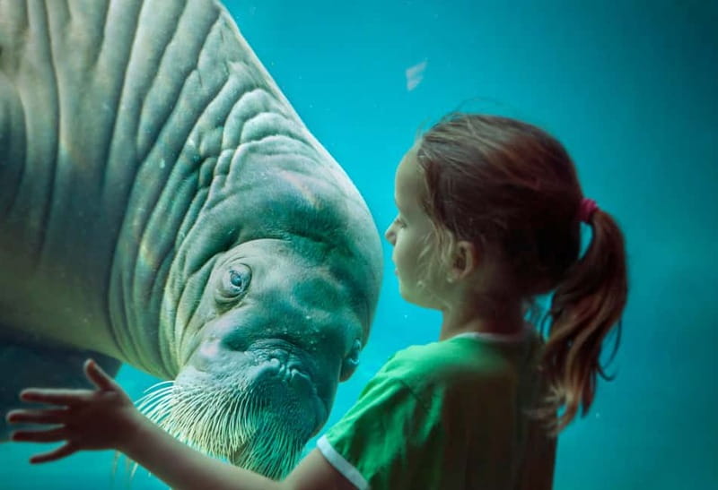 Harderwijk: Dolfinarium Entry Ticket - Underwater neighbors: Sharks, rays, crabs, lobsters, and more