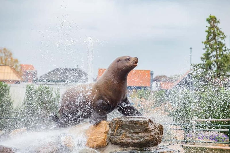 Harderwijk: Dolfinarium Entry Ticket - A smart one-day game plan for families in Harderwijk
