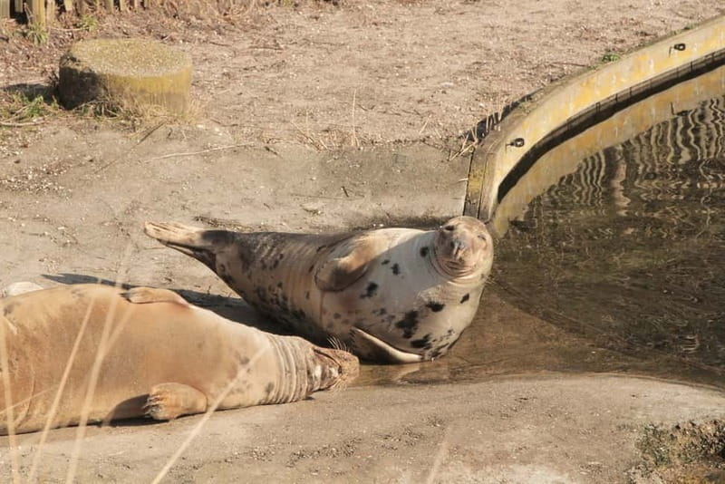Harderwijk: Dolfinarium Entry Ticket - Price and value: Is $28 per person worth it?