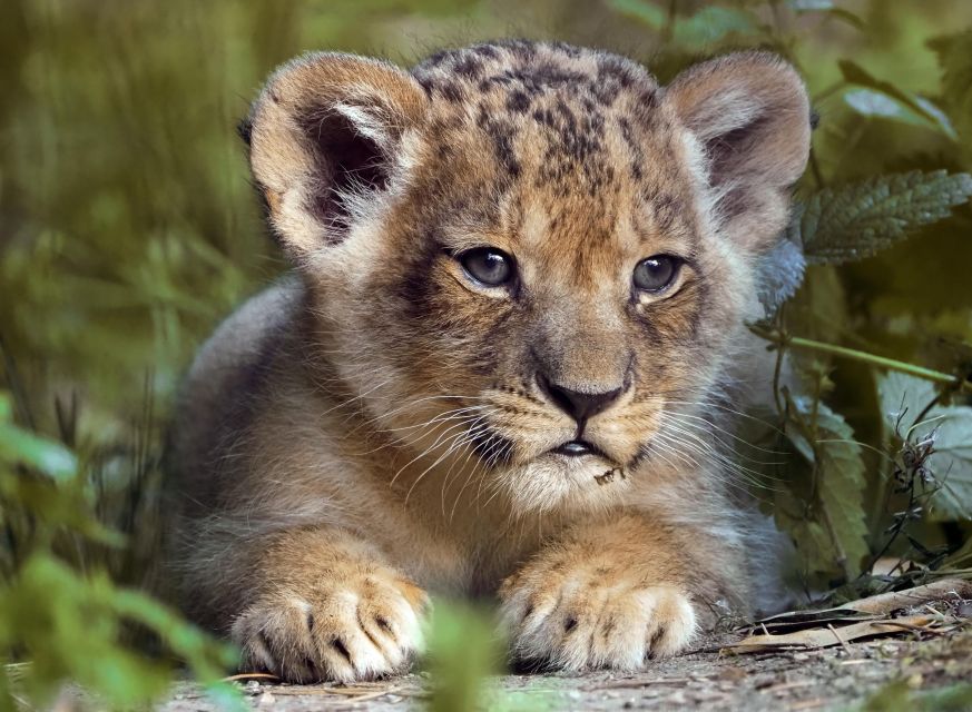 Hilvarenbeek: Safaripark Beekse Bergen Entry Ticket - Who this safari day fits best