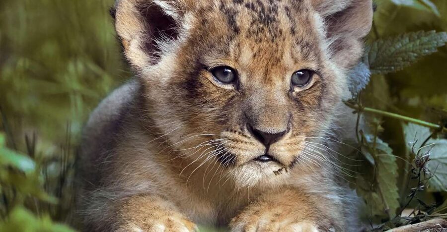 Hilvarenbeek: Safaripark Beekse Bergen Entry Ticket - Car safari: how to drive safely and what unpredictability really means