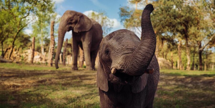 Hilvarenbeek: Safaripark Beekse Bergen Entry Ticket - Ticket value: what $35 gets you, and what costs extra