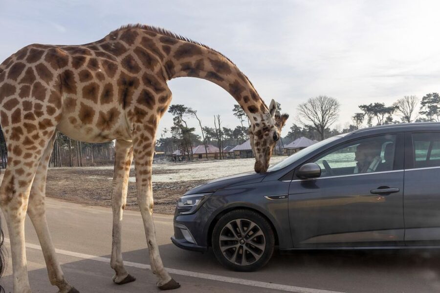 Hilvarenbeek: Safaripark Beekse Bergen Entry Ticket - Getting there from Tilburg: bike ride or bus, plus car basics