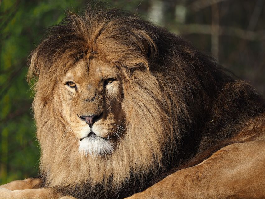 Hilvarenbeek: Safaripark Beekse Bergen Entry Ticket - Practical rules that affect your experience