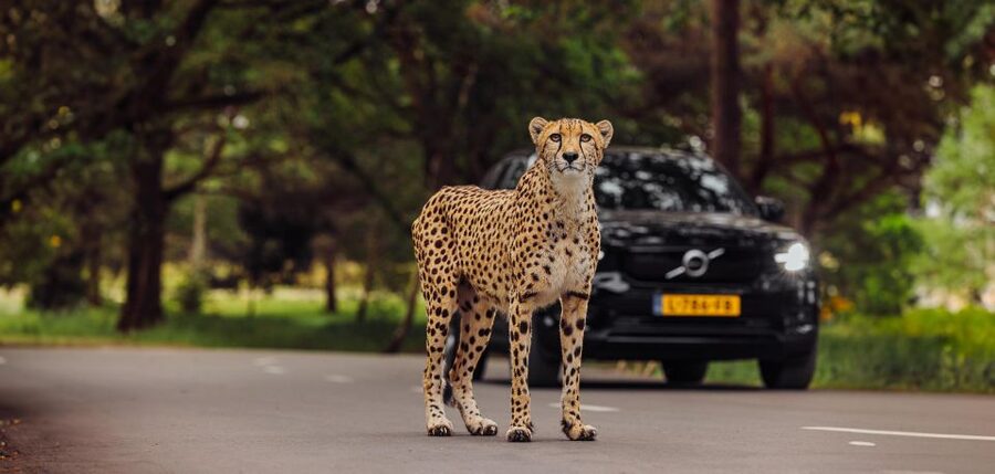 Hilvarenbeek: Safaripark Beekse Bergen Entry Ticket - Walking safari: face-to-face moments on the trail