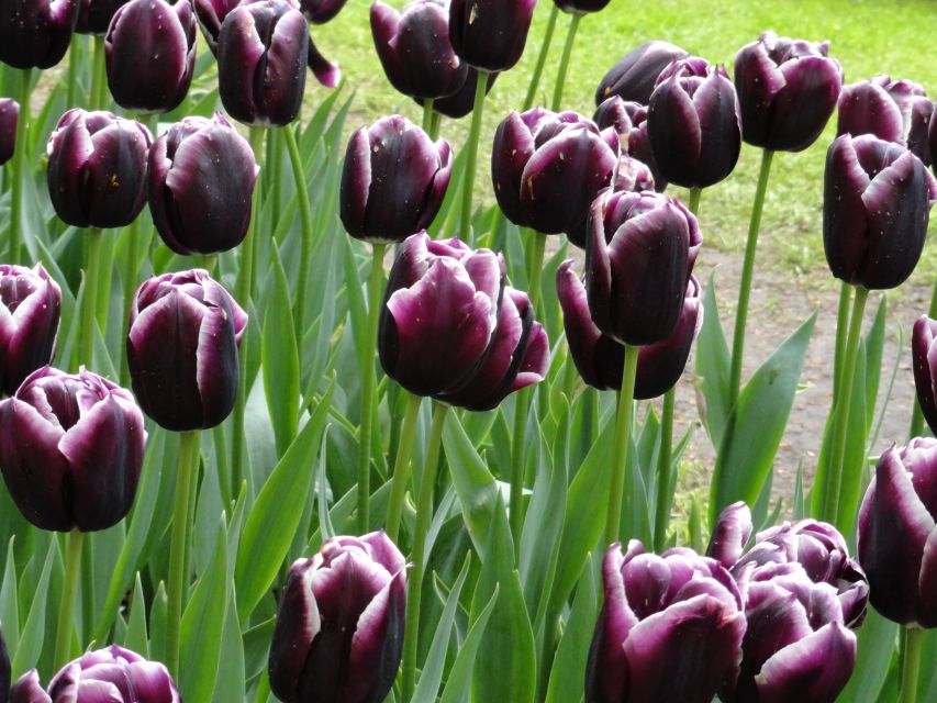 Keukenhof: Flower Fields Small-Group Cultural Bike Tour - Who should book this bike tour, and who might skip it