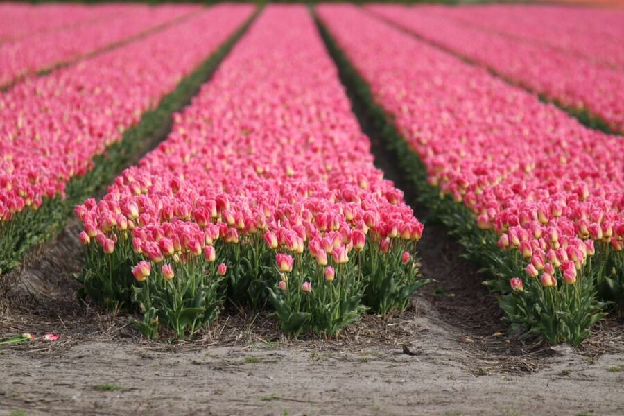 Keukenhof: Flower Fields Small-Group Cultural Bike Tour - Ingrid’s stops: history you can picture, not just memorize
